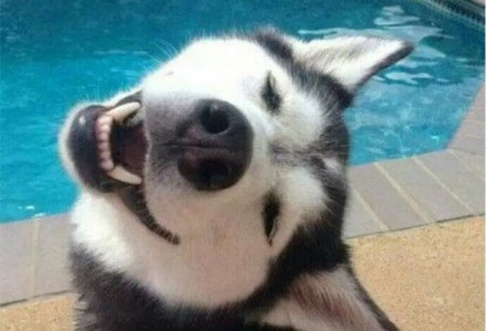 5月1日起携带电子芯片宠物有望直接入境